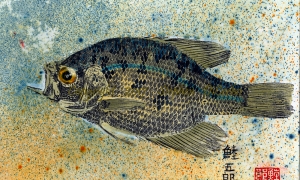 Champlain-Crappie-1-lo-res-and-scarred