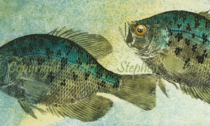 Champlain-Crappie-Pair-1-lo-res-and-scarred-1000-pix