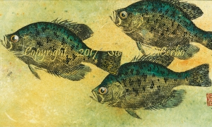 Champlain-Crappie-Trio-1--lo-res-and-scarred--1000-pix