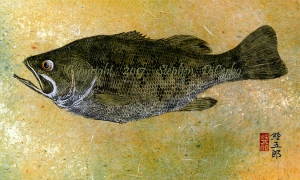 Champlain-Largemouth-Bass-9-lo-res-and-scarred-1000-pix