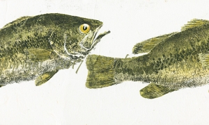 Champlain-Largemouth-Pair-4-lo-res-and-scarred-1000-pix