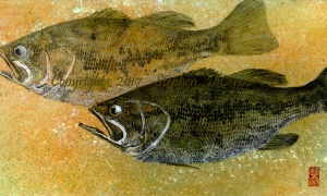 Champlain-Largemouth-Pair-5-lo-res-and-scarred-1000-pix