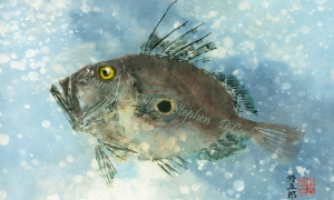 John-Dory-lo-res-and-scarred-1000-pix