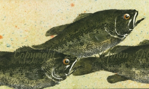 Lake-George-Largemouth-Trio-1-lo-res-and-scarred-1000-pix