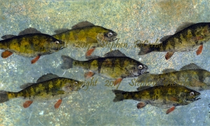 Lake-George-Perch-School-1-lo-res-and-scarred-1000-pix