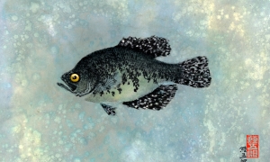 Okeechobee-Crappie--lo-res-and-scarred