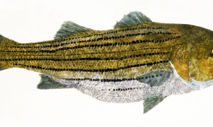 Pleasant-Bay-striper--lo-res-and-scarred-1000-pix