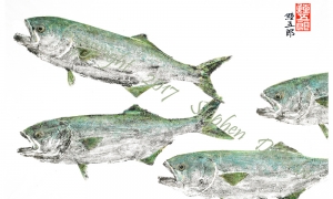 bluefish-marauders--lo-res-and-scarred-1000-pix