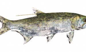 direct-tarpon-2008-lo-res-and-scarred-1000-pix