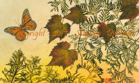 Adirondack-Monarch-Meadow-1-lo-res-and-scarred-1000-pix