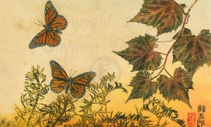 Adirondack-Monarch-Meadow-2-lo-res-and-scarred-1200-pix-e1512165694116