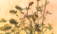 botanical-1-lo-res-and-scarred-1000-pix