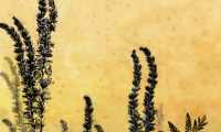 lavendar-dragonfly-lo-res-and-scarred-1000-pix