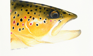 Brown-Trout-head-study