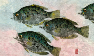 Champlain-Crappie-Group-5-screen-res
