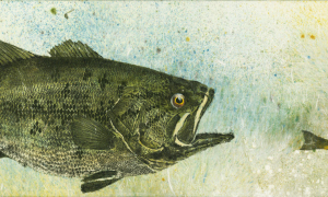Lake-George-largemouth-perch-4-screen-res
