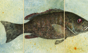 Mangrove-Snapper-1-final-lo-res