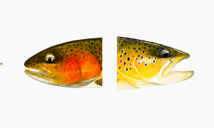 Trout-Head-Studies-Group-1-final-2