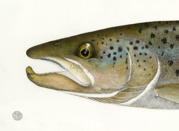 Landlocked Atlantic Salmon Head study