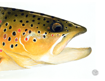 brown trout head study