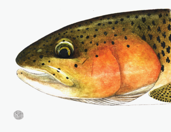 rainbow trout head study